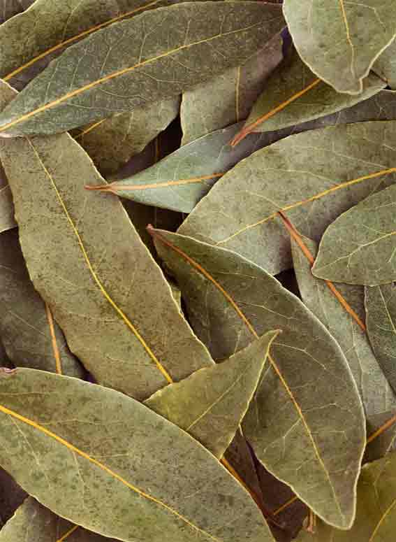 bay-leaf-benefits-health-n