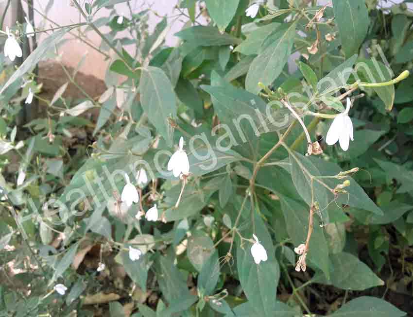 Rhinacanthus Nasutus, Nagamalli, Snake Jasmine, White Crane Flower