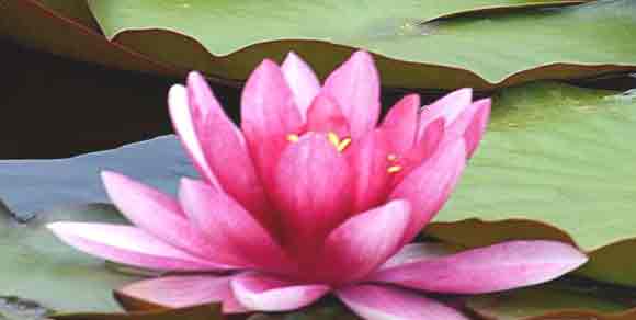 lily-flower-benefits-tamil, alli malar, water lily